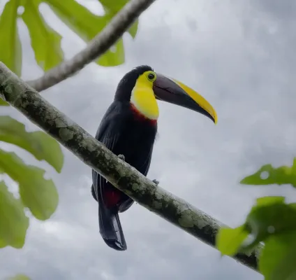 File:Ramphastos ambiguus 432850234.jpg