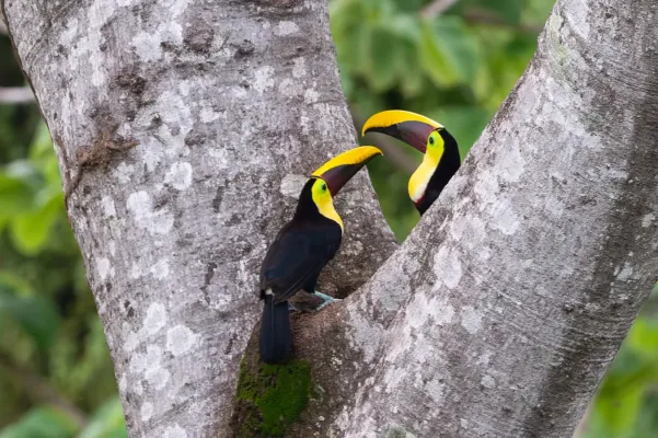 File:Ramphastos ambiguus 411975229.jpg