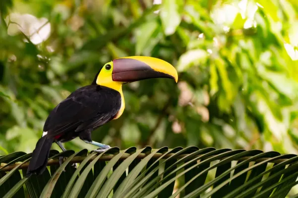 File:Ramphastos ambiguus 412425814.jpg