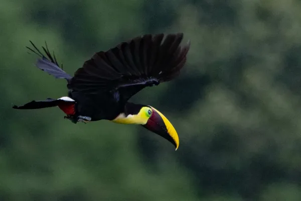 File:Ramphastos ambiguus 411639798.jpg