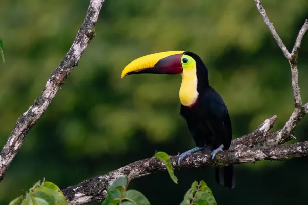 File:Ramphastos ambiguus 411639803.jpg