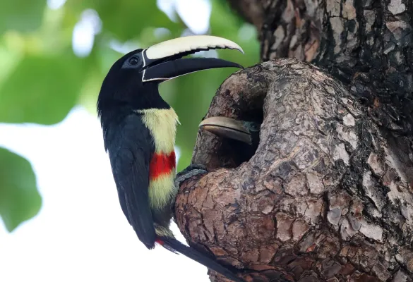 File:Pteroglossus aracari 252098938.jpg
