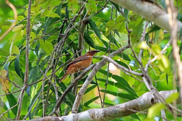 File:Edolisoma melas Black Cicadabird (female); Baim, Papua, Indonesia.jpg
