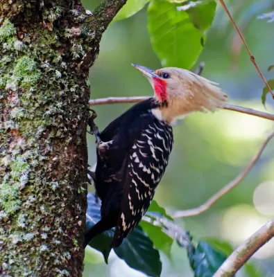 File:Celeus flavescens -Horto Florestal, Sao Paulo, Brazil -male-8.jpg