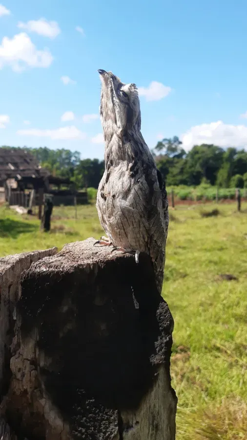 File:Urutaú (Nyctibius aethereus) en Ruiz de Montoya (Provincia de Misiones, Argentina) 02.jpg