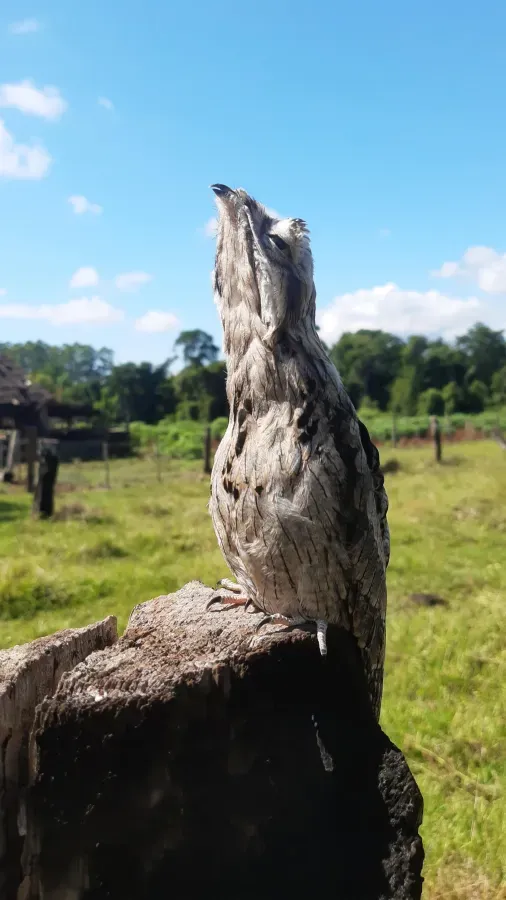 File:Urutaú (Nyctibius aethereus) en Ruiz de Montoya (Provincia de Misiones, Argentina) 01.jpg