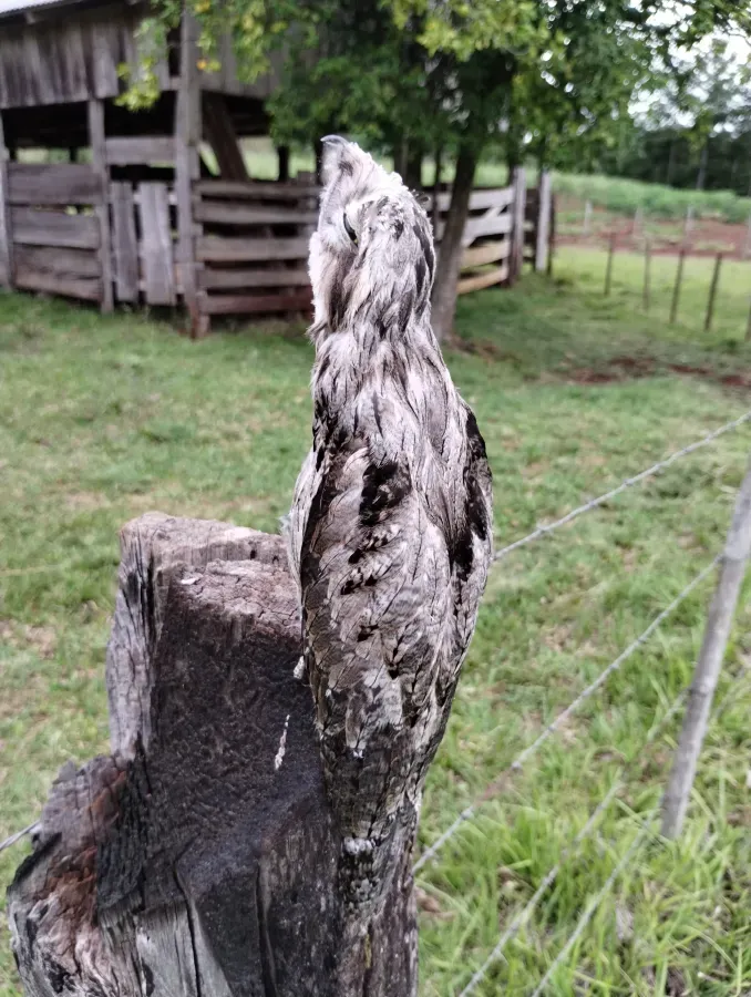 File:Urutaú (Nyctibius aethereus) en Ruiz de Montoya (Provincia de Misiones, Argentina) 05.jpg