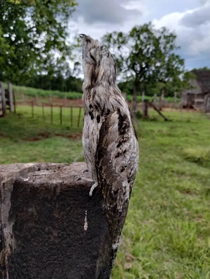 File:Urutaú (Nyctibius aethereus) en Ruiz de Montoya (Provincia de Misiones, Argentina) 04.jpg