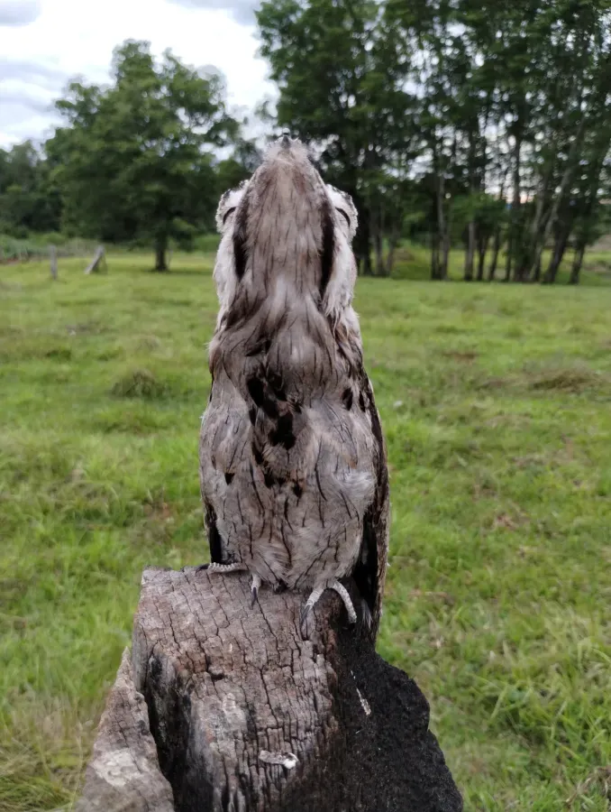 File:Urutaú (Nyctibius aethereus) en Ruiz de Montoya (Provincia de Misiones, Argentina) 07.jpg