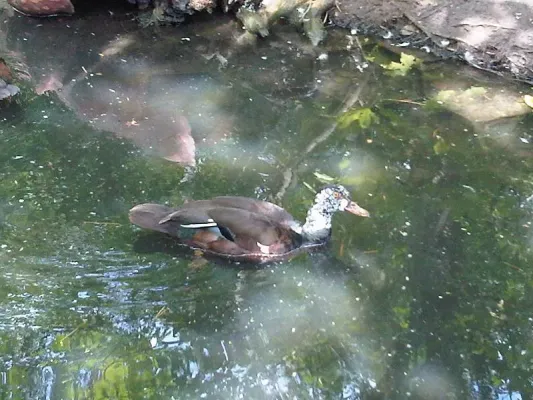 File:Anseriformes - Asarcornis scutulata - 1.jpg