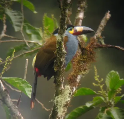 File:Andigena laminirostris -Tandayapa, Ecuador-8.jpg