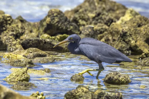 File:Pacific reef heron (Egretta sacra) dark morph Rarotonga.jpg