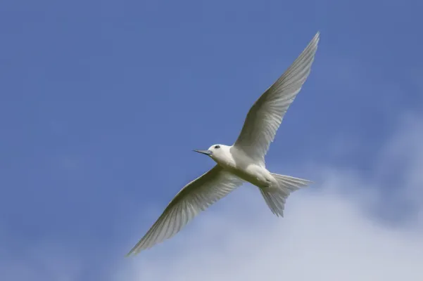 File:White tern (Gygis alba candida) in flight Rarotonga 2.jpg