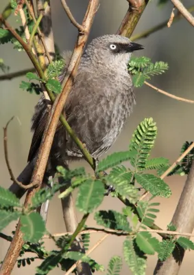 File:Turdoides melanops -near Sawela Lodge, Lake Naivasha, Kenya-8.jpg