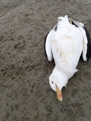 File:Larus dominicanus 445552363.jpg