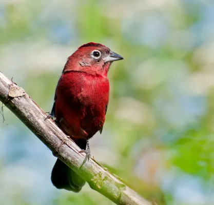 File:Coryphospingus cucullatus -Piraju, Sao Paulo, Brazil-8.jpg