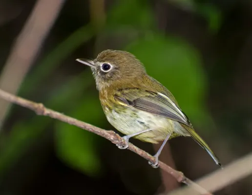 File:Hemitriccus orbitatus -Parque Estadual da Serra da Cantareira, Sao Paulo, Brazil-8.jpg
