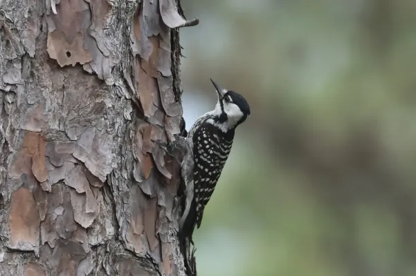 File:Dryobates borealis 389436530.jpg