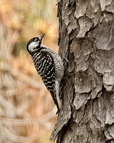 File:Dryobates borealis 363629234.jpg