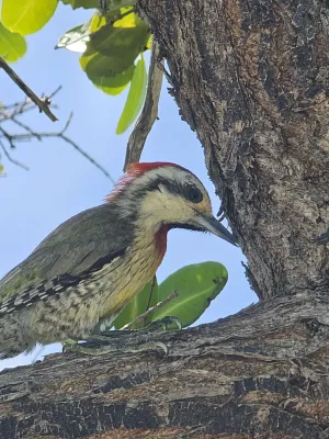 File:Xiphidiopicus percussus 379419345.jpg