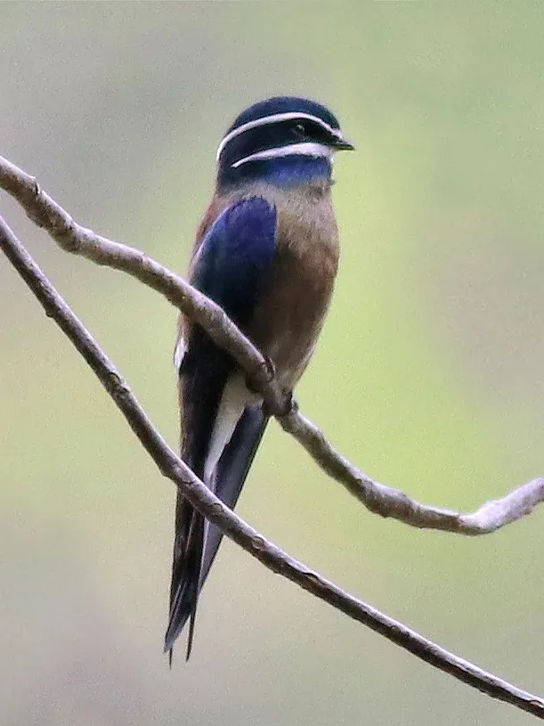 File:Hemiprocne comata 358272285.jpg