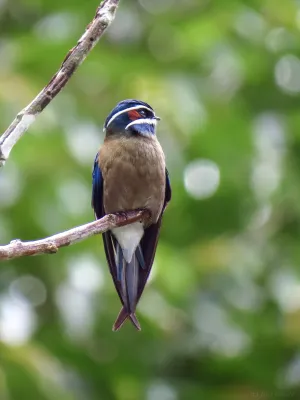 File:Hemiprocne comata 248065066.jpg