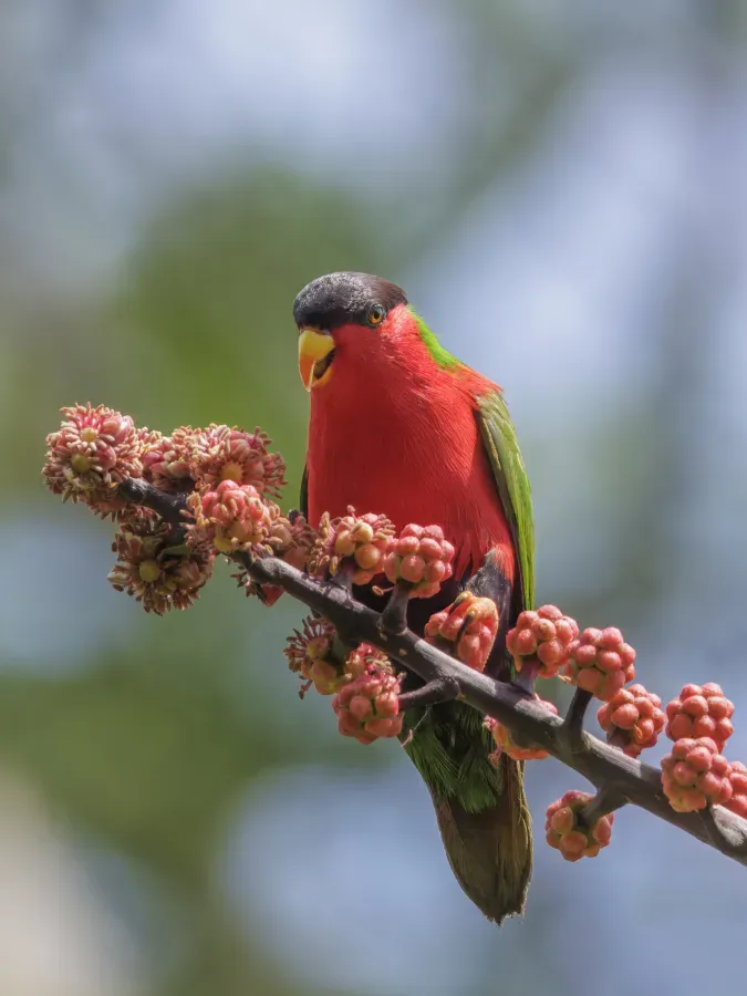 File:Collared lory (Vini solitaria) on octopus tree (Heptapleurum actinophyllum) Colo-I-Suva.jpg
