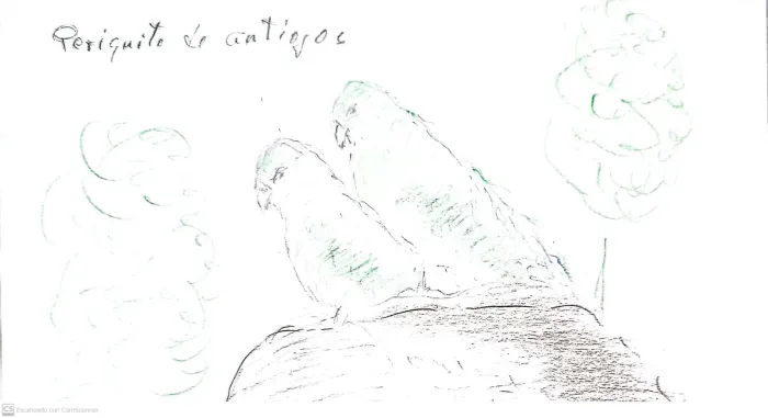 File:Forpus conspicillatus - Periquito de anteojos.jpg