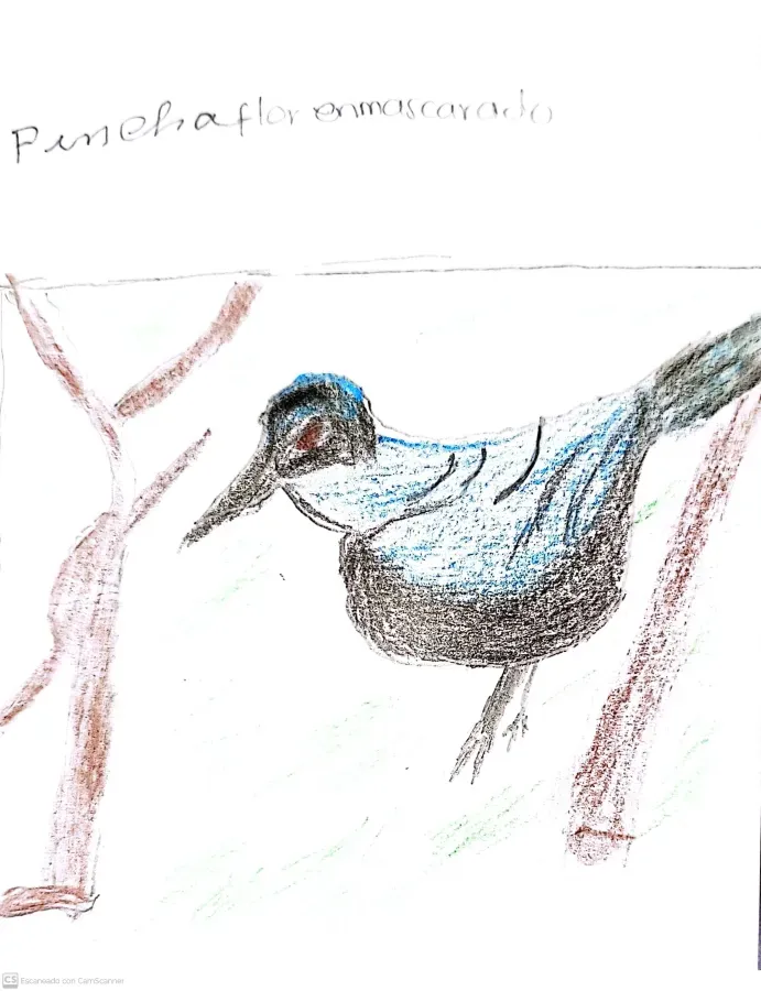 File:Diglossa cyanea - Pinchaflor enmascarado.jpg