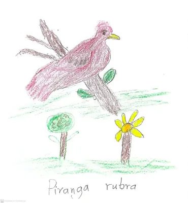 File:Piranga rubra - Tangara roja.jpg