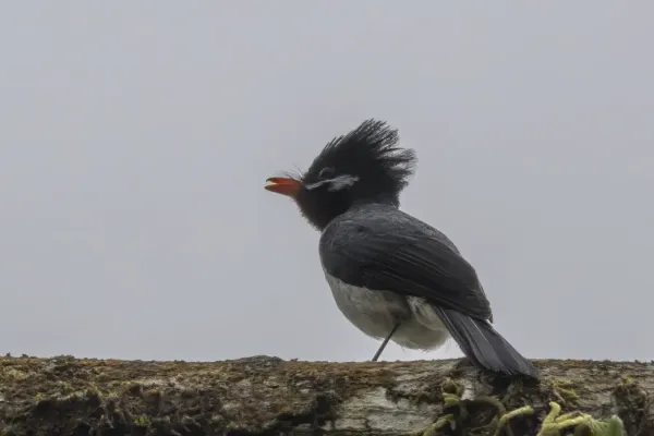 File:Azure-crested flycatcher (Myiagra azureocapilla) Taveuni.jpg