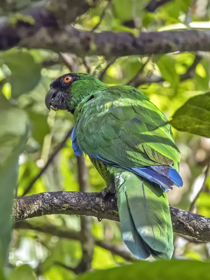 File:Masked shining parrot (Prosopeia personata) Colo-I-Suva.jpg