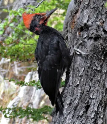 File:Campephilus magellanicus 301472343.jpg