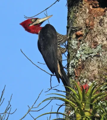 File:Campephilus robustus 339890052.jpg