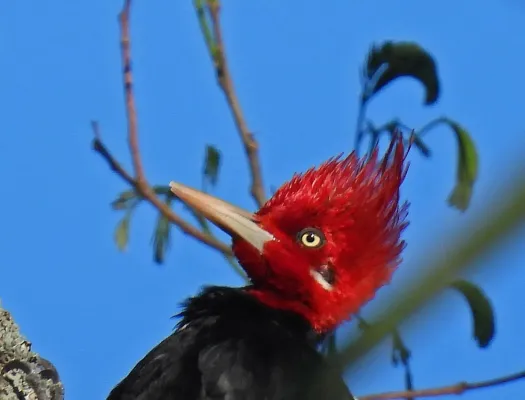 File:Campephilus leucopogon 436553402.jpg