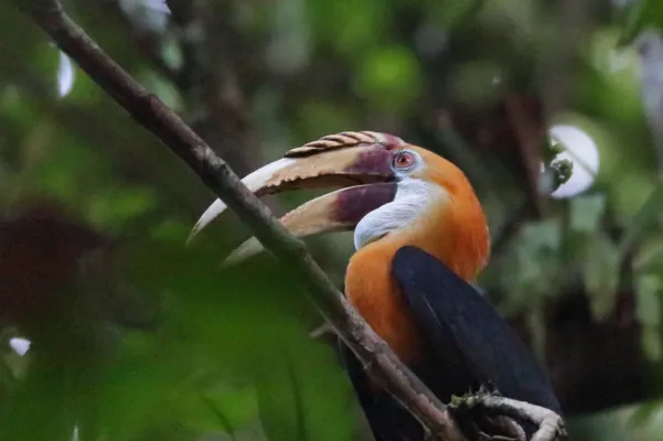 File:Rhyticeros plicatus 5014094.jpg