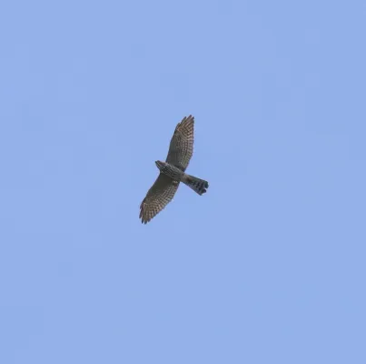 File:Levant sparrowhawk (Tachyspiza brevipes ) 1.jpg