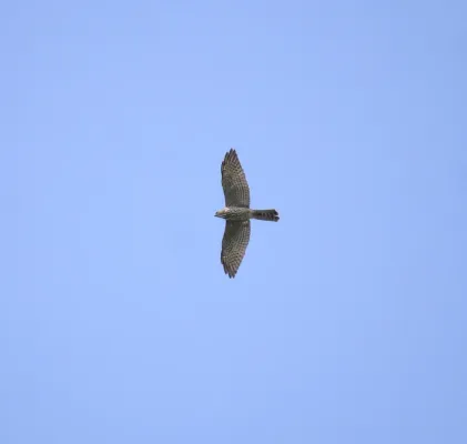 File:Levant sparrowhawk (Tachyspiza brevipes ) 2.jpg