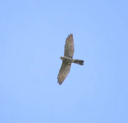 File:Levant sparrowhawk (Tachyspiza brevipes ) 4.jpg