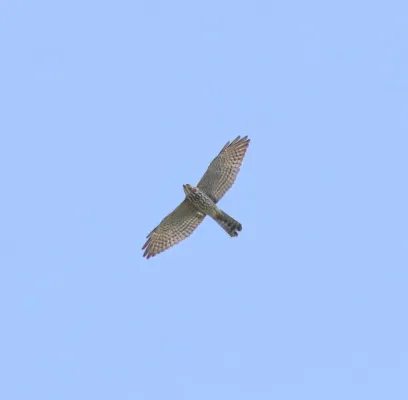 File:Levant sparrowhawk (Tachyspiza brevipes ) 5.jpg