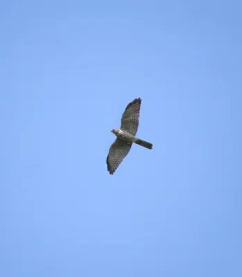 File:Levant sparrowhawk (Tachyspiza brevipes ) 6.jpg