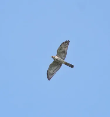 File:Levant sparrowhawk (Tachyspiza brevipes ) 7.jpg