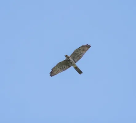 File:Levant sparrowhawk (Tachyspiza brevipes ) 8.jpg