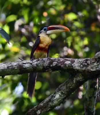 File:Pteroglossus beauharnaisii - Vincent A. Vos - 441955735.jpeg