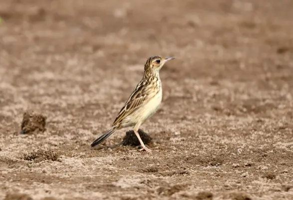 File:Anthus chii - Vincent A. Vos - 431524061.jpeg