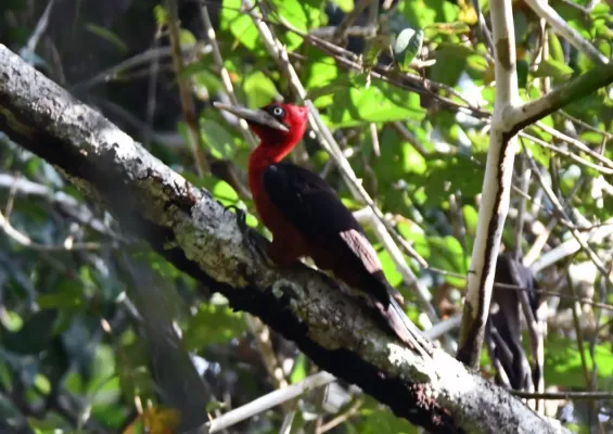 File:Campephilus rubricollis - Vincent A. Vos - 404278526.jpeg