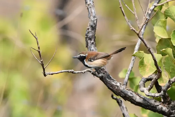 File:Formicivora rufa - Vincent A. Vos - 418251944.jpeg