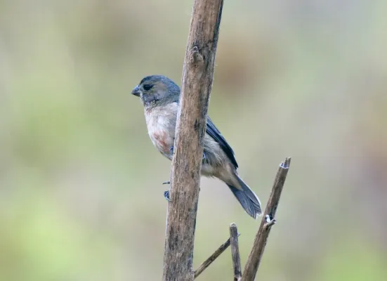 File:Sporophila hypoxantha - Vincent A. Vos - 426106487.jpeg