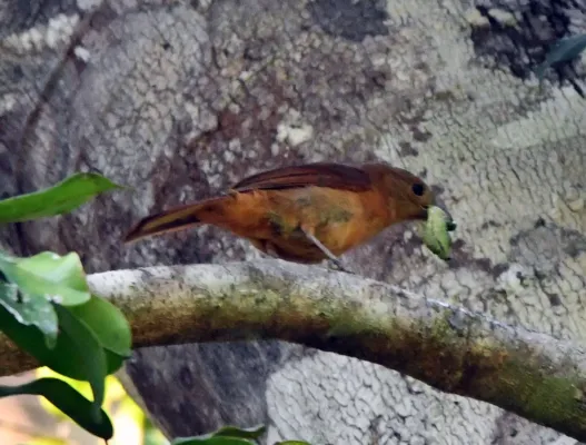 File:Tachyphonus rufus - Vincent A. Vos - 406697283.jpeg