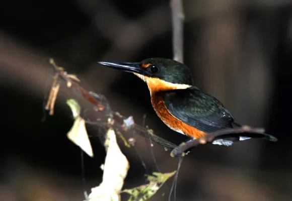 File:Chloroceryle aenea - Vincent A. Vos - 416524212.jpeg